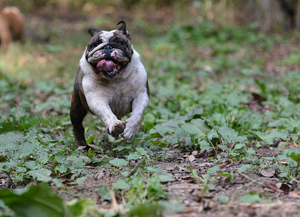 istock english bulldog 530957891
