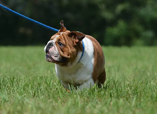 dog on leash - english bulldog walking on blue lead