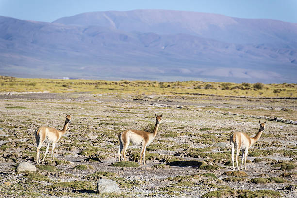 istock Vicuna in Salinas Grandes in Jujuy, Argentina. 530959367