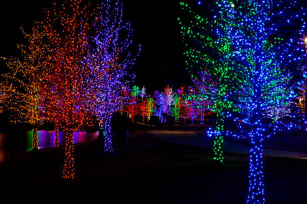 istock Trees wrapped in LED lights for Christmas 530959495