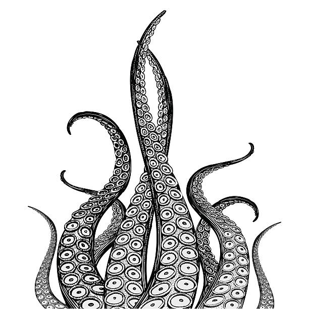 Hand Drawn Vector Tentacles Hand Drawn Vector Tentacles in a rough wood cut style (each tentacle is a separate illustration and can be rearranged or colored as desired). loligo stock illustrations