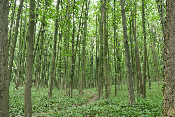 istock Slender trees in young forest green in summer 530960769