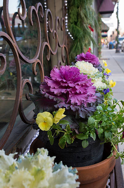 istock Plants on street in Culpeper, VA 530960853