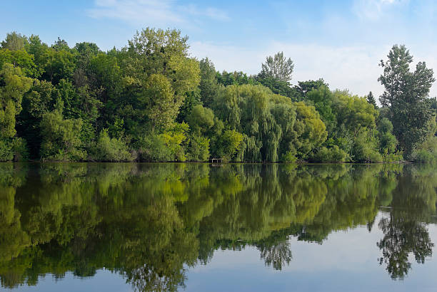istock Young green forest reflected in the lake water 530963341