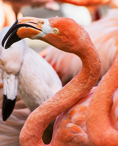 istock Beautiful American flamingo (Phoenicopterus ruber) 530963461