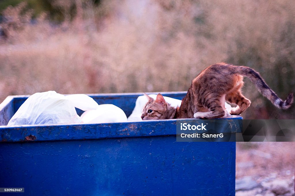 Cat on Garbage Bin cat in the Dumpster 2015 Stock Photo