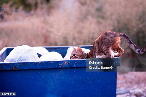 Cat On Garbage Bin Stock Photo - Download Image Now - 2015, Animal, Animal Hair