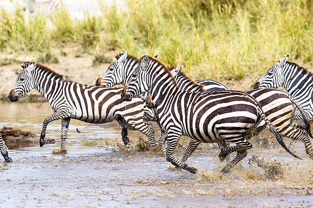 istock Scared zebras trots in the water 530964079