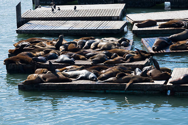 istock Pier 39 and Sea lions 530964959