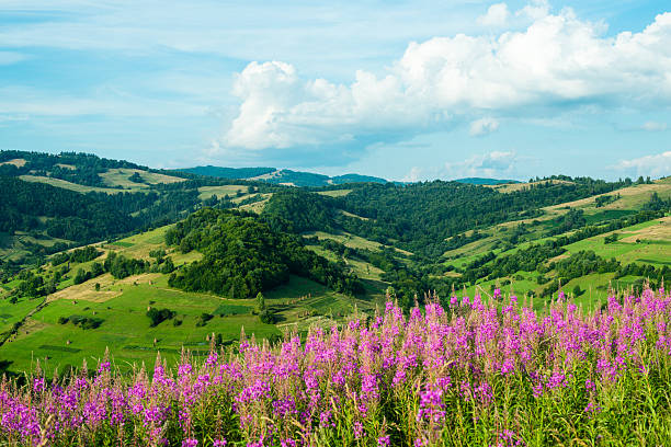 istock Landscape in the Carpathians with fireweed 530971099