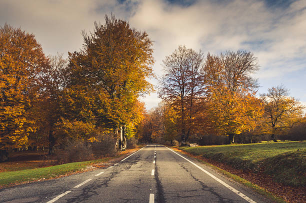 istock Rural road in the forest in autumn, fall colors 530971457
