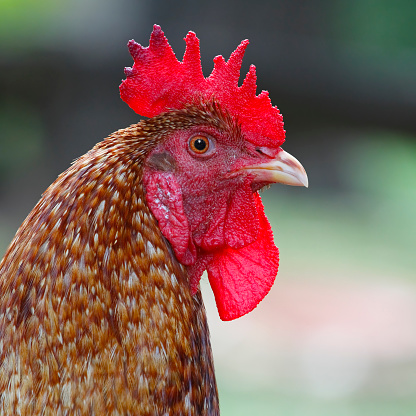 Closeup of Rooster Head with Brilliant Red Comb