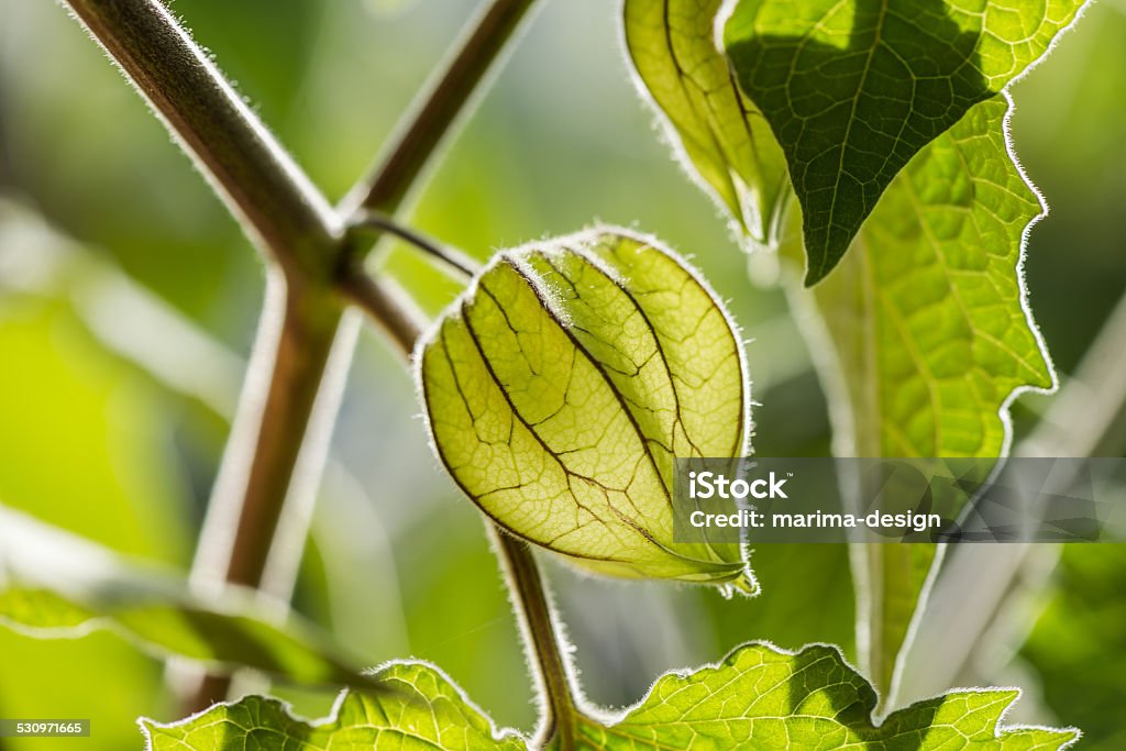 physalis flowering Physalis with unripe fruits Sunlight Stock Photo