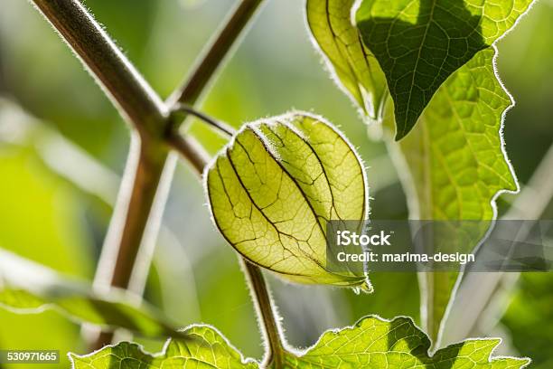 Physalis Stock Photo - Download Image Now - Sunlight, Winter Cherry, 2015