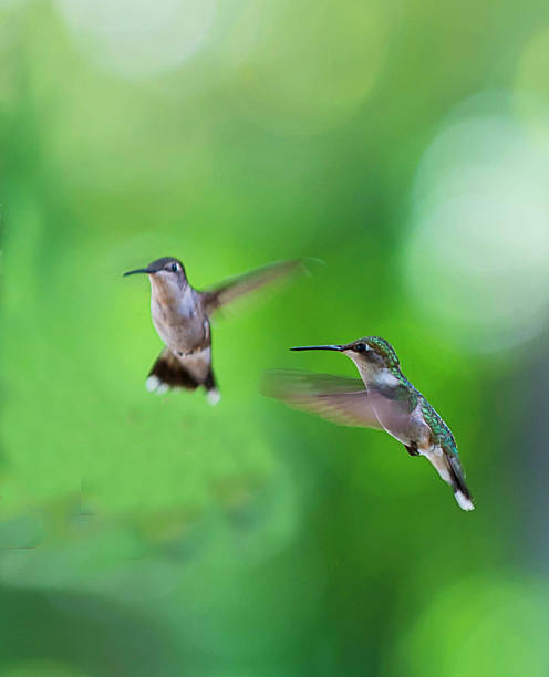 istock couple humming bird is playing 530971673