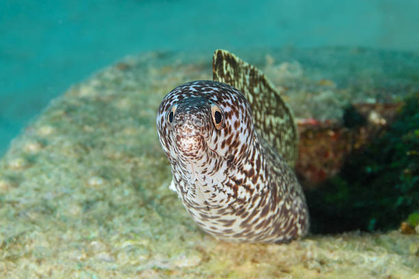Spotted Moray (Gymnothorax moringa) peering out from fuselage of airplane wreck - Roatan