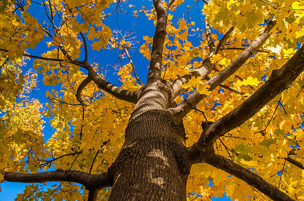 istock Yellow autumn leaves on a tree. 530972033