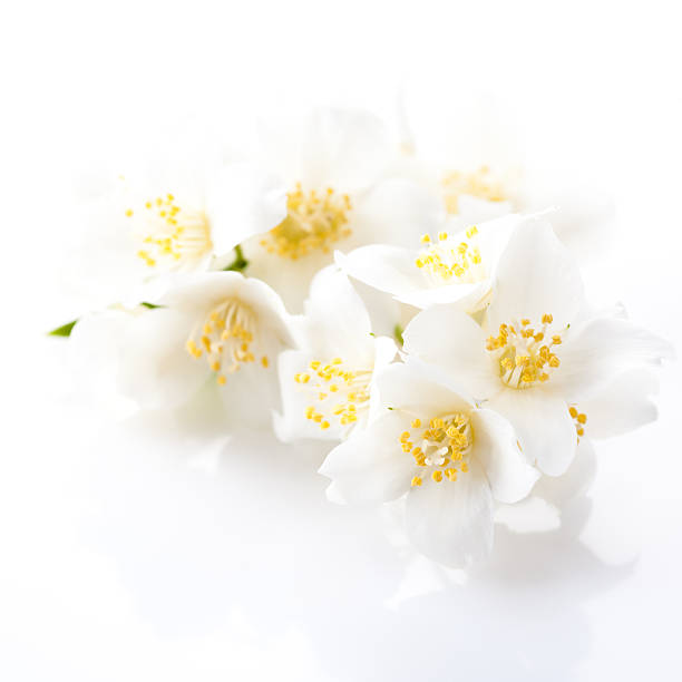 istock Beautiful white flowers 530972153