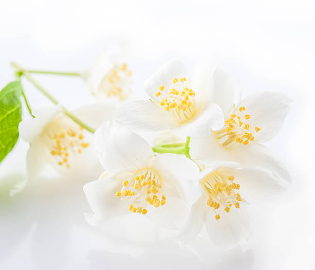 istock Jasmine flowers. Floral background 530972165
