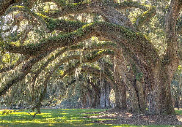 live oak tree - moss spanish moss stock-fotos und bilder