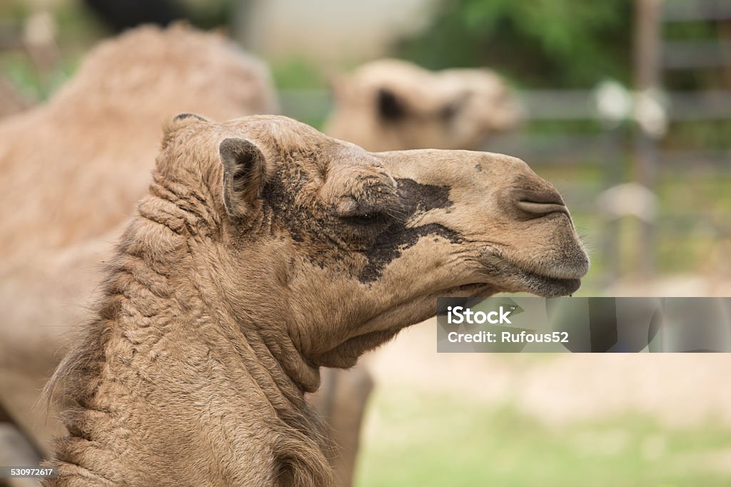 portraits of a brown color african camel lovely lucky funny face close up profile portraits of a brown color african camel 2015 Stock Photo