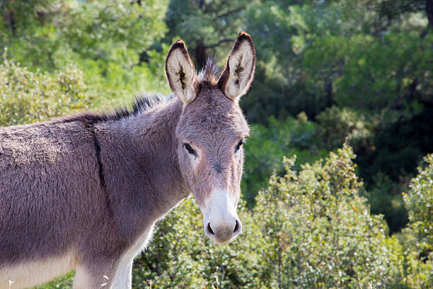 istock Free cute donkey looking at the camera 530972885