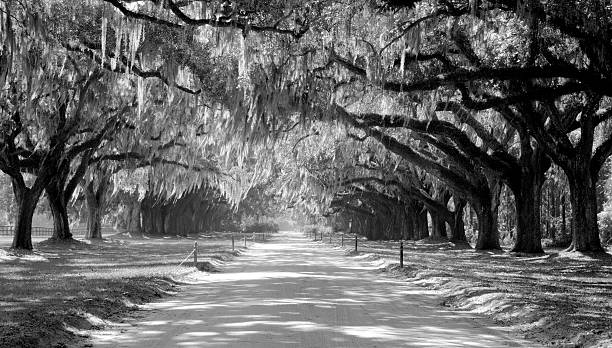 プランテーションのドライブウェイ - south carolina 写真 ストックフォトと画像