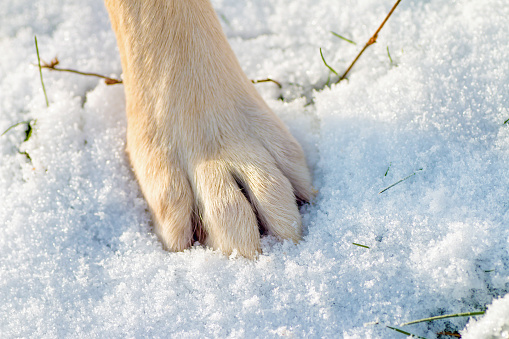 Close-up of one animal legs, big animal foot, paw of dog in fresh snow. You have to take care of dog's pad in the snow, and especially with the optional salt in.