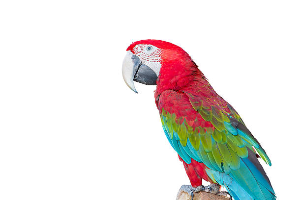 istock Beautiful Macaw Bird isolated on white background 530973501