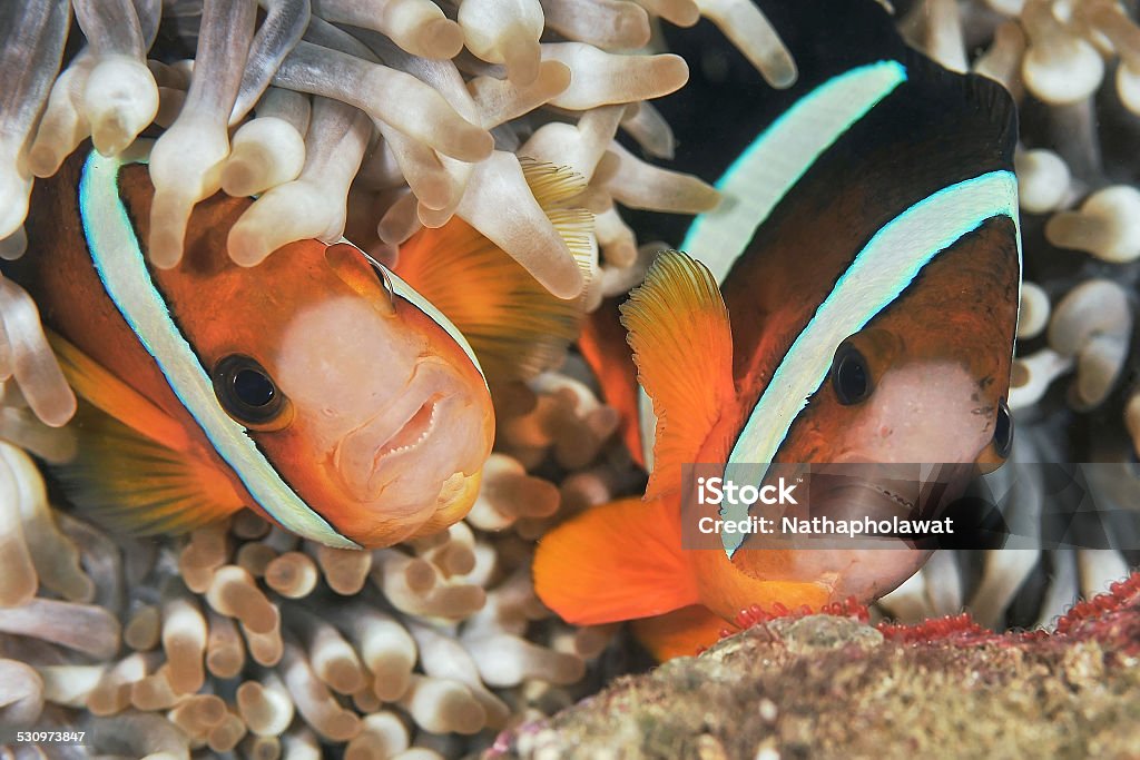 The couple angry Anemonefish. The couple of Anemonefish get angry and look aggressive when anyone approach to their house. 2015 Stock Photo