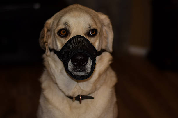 perro con un bozal - bozal fotografías e imágenes de stock