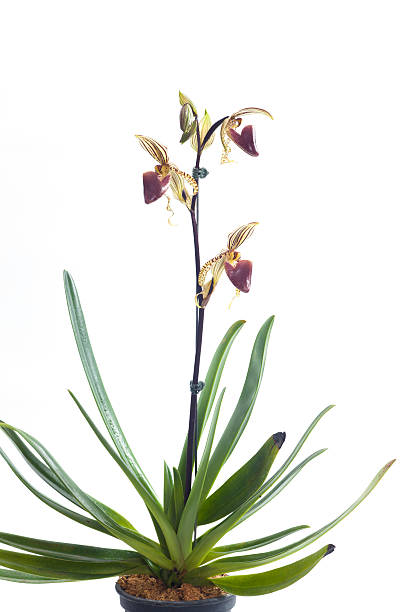 istock Paphiopedilum orchids flower. 530974683