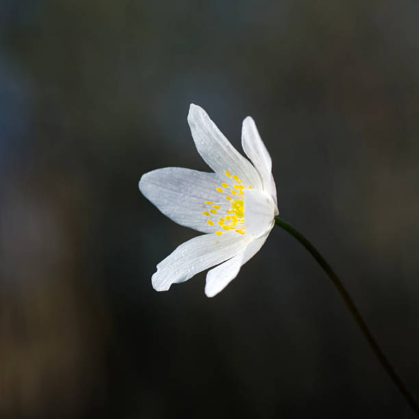 White beauty flower Wood anemone closeup at dark background. wildwood windflower stock pictures, royalty-free photos & images