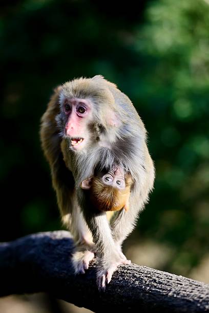 istock Females monkey and its baby 530974971