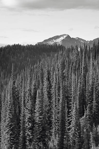 istock Landscape with forest in British Columbia. Mount Revelstoke. Can 530975877