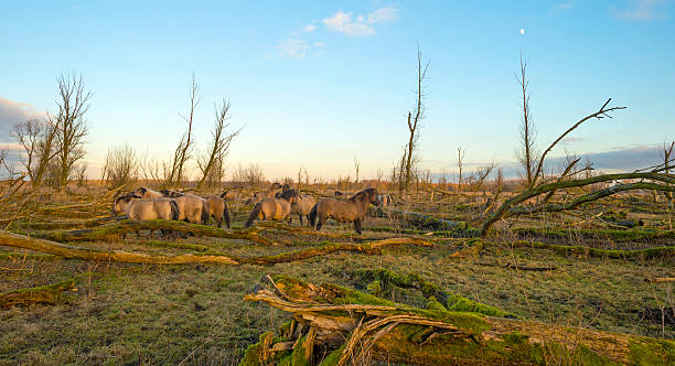 Wild Konik horses in nature in winter Wild Konik horses in nature in winter konik stock pictures, royalty-free photos & images