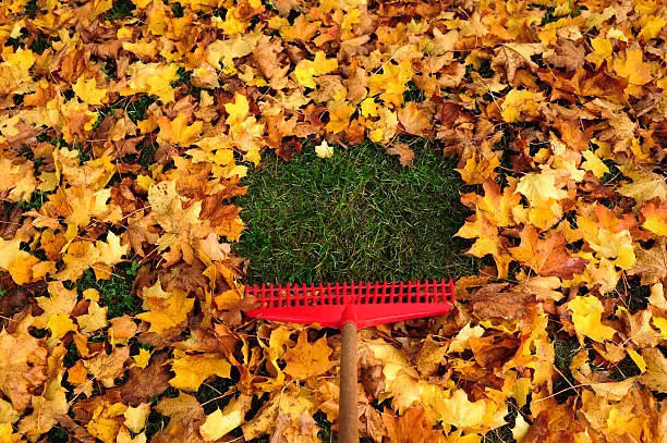 to rake autumn foliage 