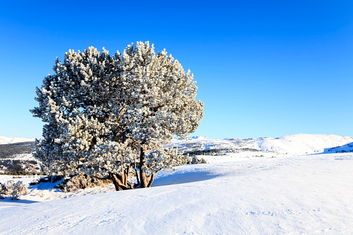 Snowy tree in the southern mountains of France