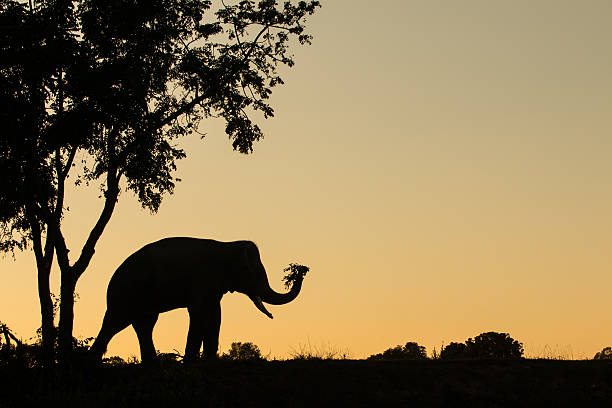 istock asia elephant in the forest at sunset 530981397