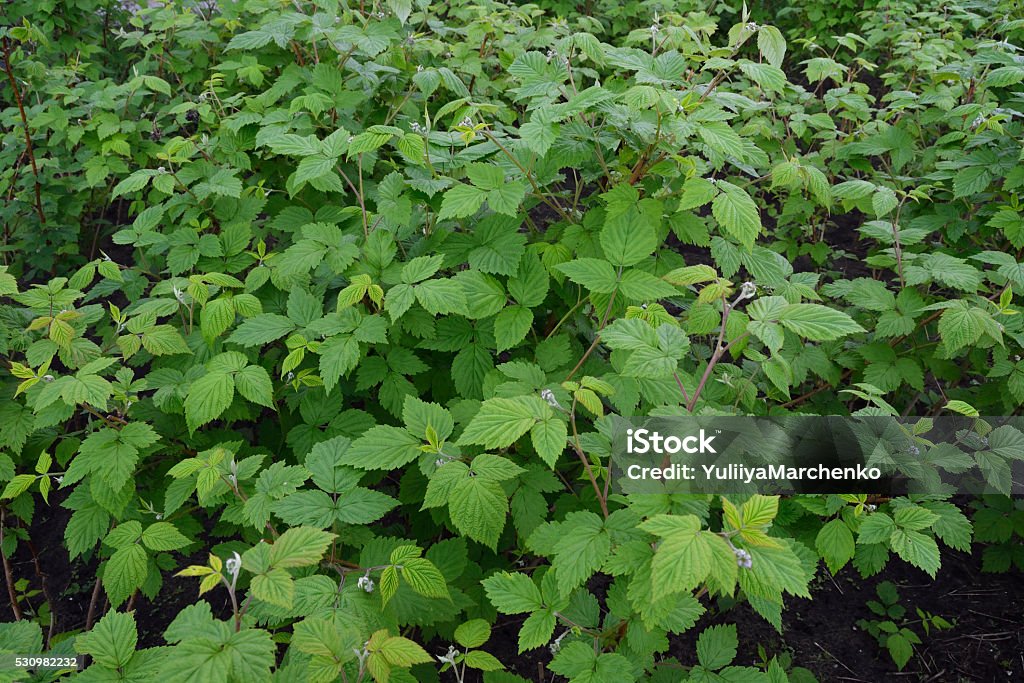 seedlings raspberry bushes seedlings of raspberry bushes in the garden without berries Berry Fruit Stock Photo