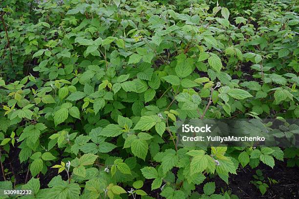 Seedlings Raspberry Bushes Stock Photo - Download Image Now - Berry Fruit, Bush, Dirt