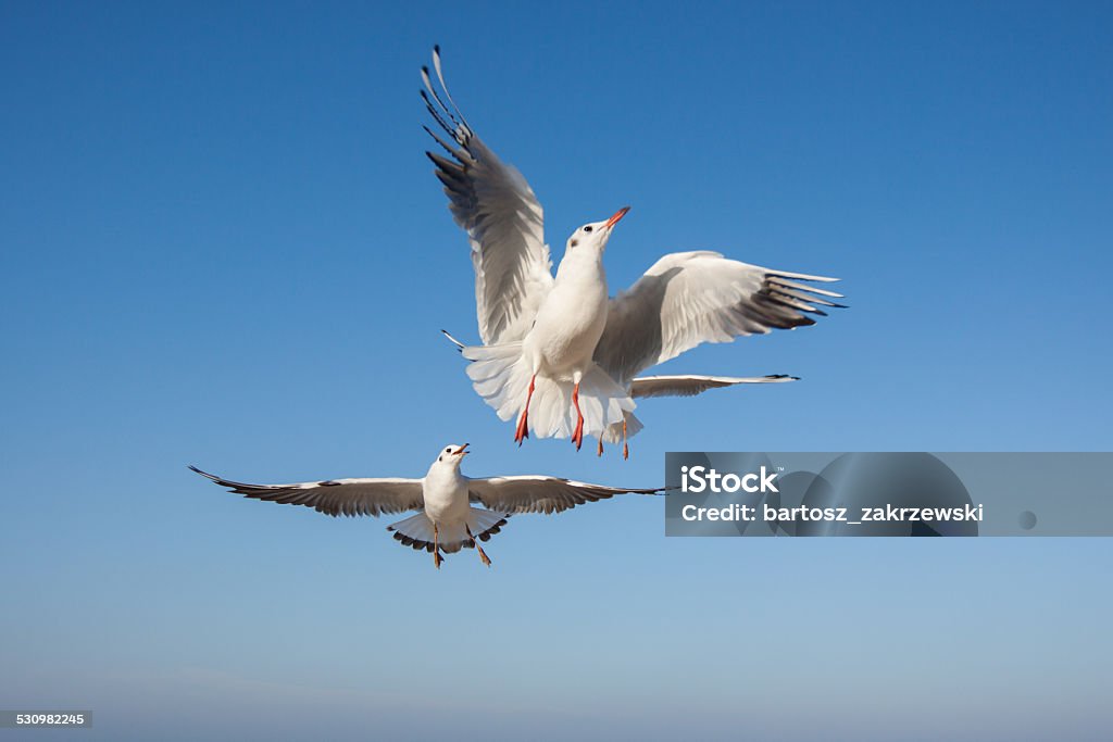 Seagulls flying in the blue sky 2015 Stock Photo