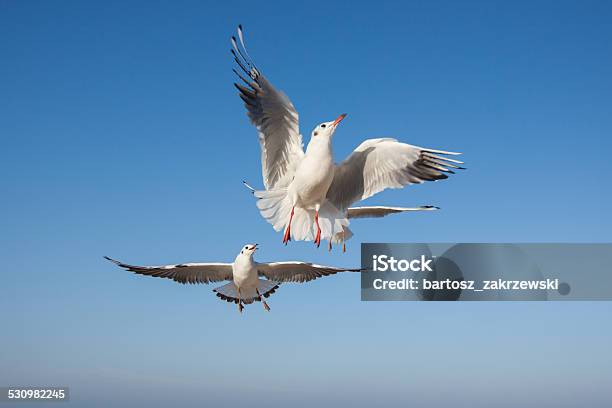 Seagulls Flying In The Blue Sky Stock Photo - Download Image Now - 2015, Animal, Animal Body Part