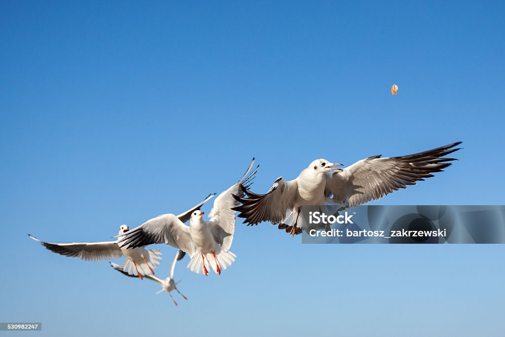 Seagulls flying in the blue sky 2015 Stock Photo