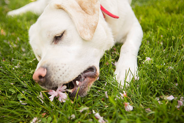 Labrador smelling pink hydrangeas. White dog pink flowers.