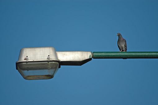 A pigeon (feral dove) on a lamppost