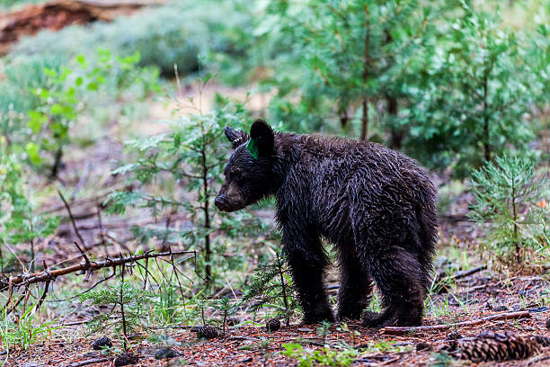 istock Bear in Sequoia National Park, California 530982520