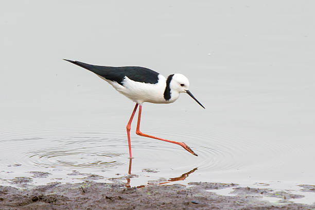istock Black-winged stilt feeding at Hasties Swamp, QLD, Australia 530982649
