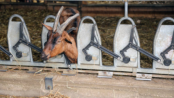 goat with long horns eat the straw goat with long horns eat the straw in the automatic manger in the barn of the farm raising goats stock pictures, royalty-free photos & images
