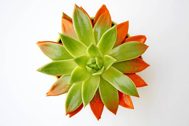 istock Echeveria with orange leaves 530983124